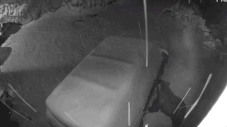 Watching This Bear Casually Open This Car's Doors Is Freaking Me the Hell Out