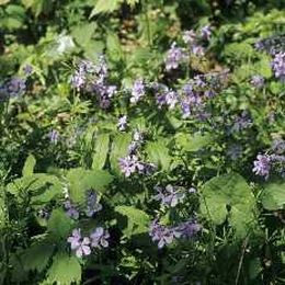 Consider using Woodland Sod Flats in your landscape