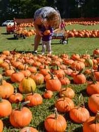 What's the deal with Methodists and pumpkins?