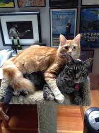 New state law addresses who gets Fido in a divorce