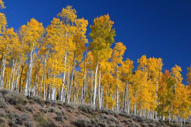 Study Finds Huge Aspen Grove 'Pando' Still Declining Despite Fencing