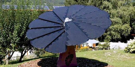 How this company is using sunflowers to reimagine solar energy