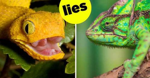 15 Things You Always Believed About Animals That Simply Aren't True