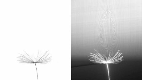 How a Vortex Helps Dandelions Fly