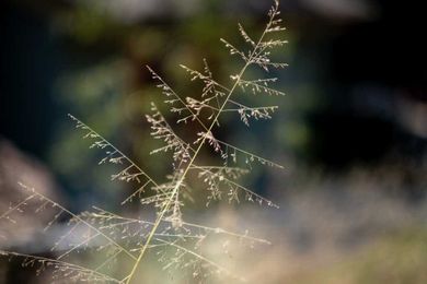 Go native in your garden with these blooming ornamental grasses