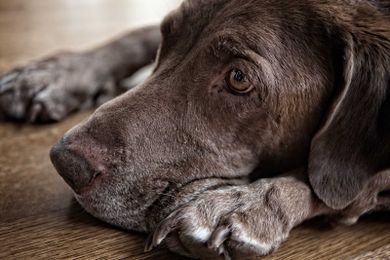 3 Hardwood Floor Refinishing Tips for Pet Owners