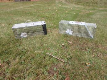 Gardening: What to do when the rodents come to dine in your yard