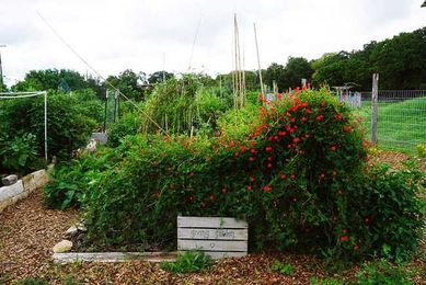 Community Gardens to Fulfill Your Secret Farmer Fantasy