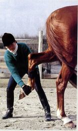 Limber Your Senior Horse by Stretching