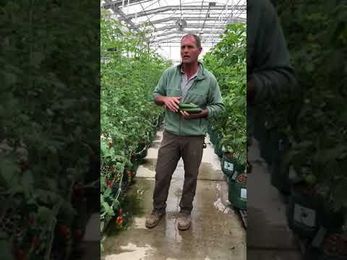 Colonial Gardens has fresh veggies!