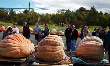 What To Do With Your Leftover Large Pumpkin; Drop It On A Car