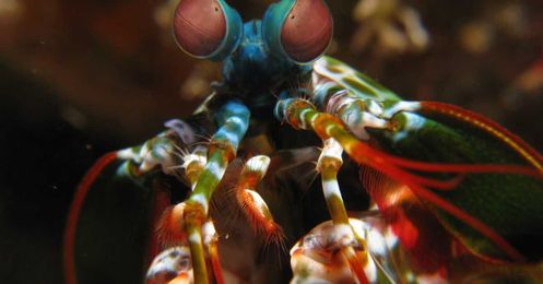 New Shrimp-Inspired Camera Could Help Self-Driving Cars See Better