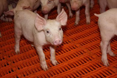 10 Facts About Pig Farming only Pig Farmers Understand