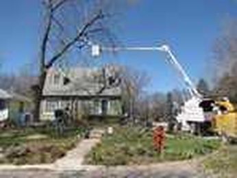 11 Dangerous Trees You Should Never Plant in Your Yard: 1. Silver maple (Acer saccharinum)