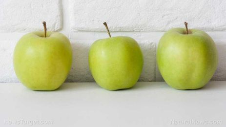An organic compound found in chrysanthemums can control the rosy apple aphid