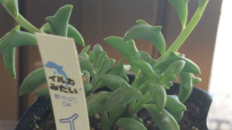 Dolphin Succulents Will Be Your New Houseplant Obsession