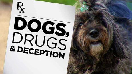 Addicts Turn to Animal Clinics for Easy Access to Painkillers