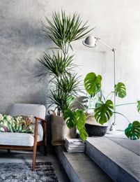 17 Plants That Don't Need Light You Can Grow Indoors