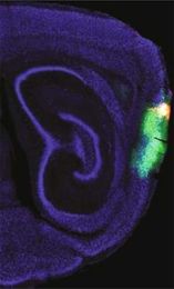 How the brain keeps track of time