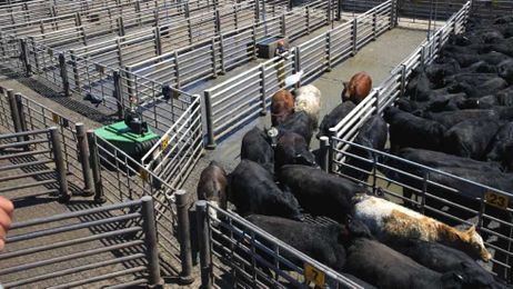 Watch: This 'Robot Cowboy' Is Helping Make Cattle Herding Safer