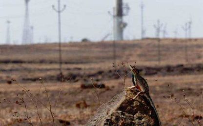 Wind turbines are impacting ecology in Western Ghats
