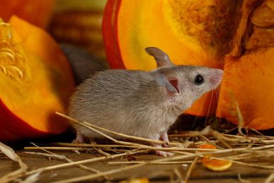 4 Tips For Maintaining Rodents Free Warehouse