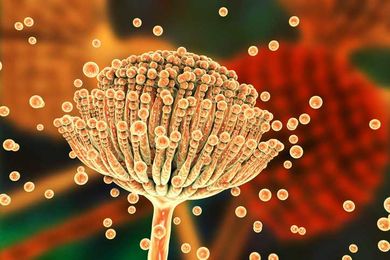 Feed composition could influence the toxic effect of mycotoxins