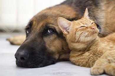 How Much Would You Spend To Save Your Pet?