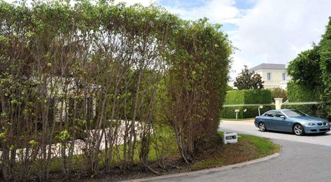 Palm Beach studying ways to reduce harmful pesticides, fertilizers