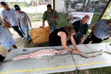 Florida pythons never stop eating. It could help them spread