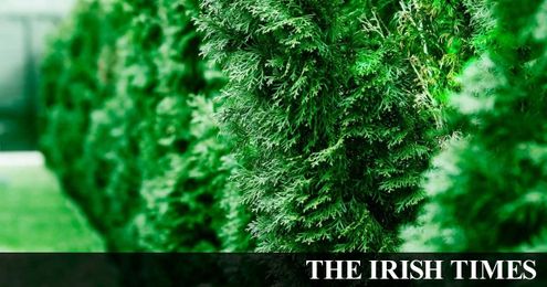 Can we do anything about tall trees our neighbour has planted?