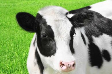 Is Being Vegetarian Enough? What I Got Wrong