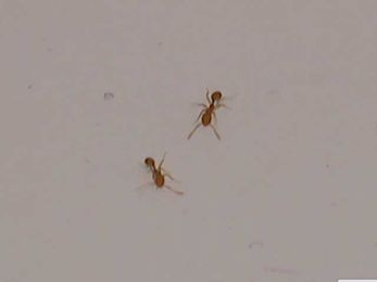 Richmond Heights tenants report ant attack and service issues at apartment complex