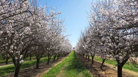 Recycling old almond orchards could increase productivity, trial shows
