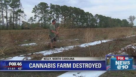 Cannabis farmer looks to rebuild following Hurricane Florence