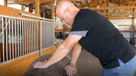 Animal chiropractic and acupuncture is a growing treatment