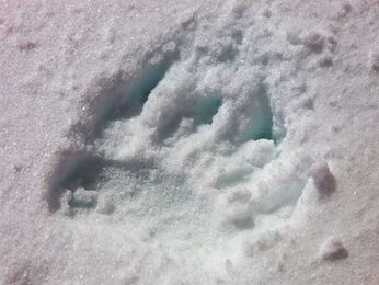 How to Make a Plaster Cast of Animal Tracks in the Snow
