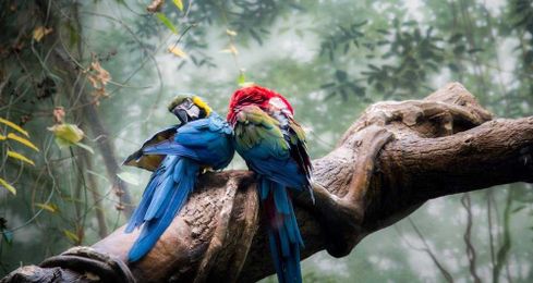 JEWELS OF THE JUNGLE: Find South America's hidden gems with Chimu Adventures