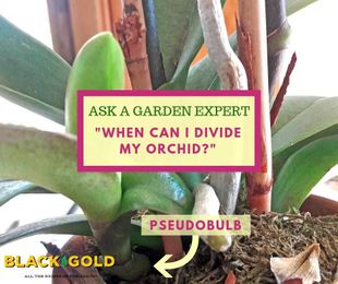 Dividing and Repotting Orchids with Pseudobulbs