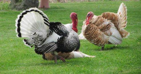 What Turkey Producers Don't Want You to Know