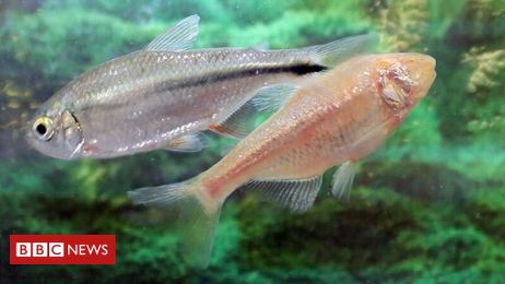 Mexican fish may offer heart healing clues