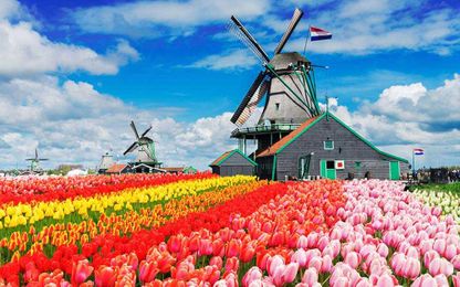 Pictures of Tulip Farms That Will Make You Celebrate Spring