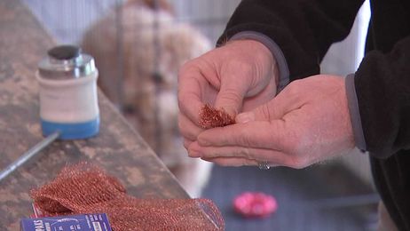 Tips for controlling pests in and around your home