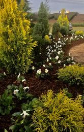 Garden Guru: Conifers bring joy to cool season landscape