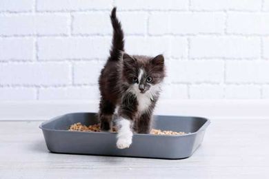5 Tips for Controlling Cat Litter Tracking and Scattering
