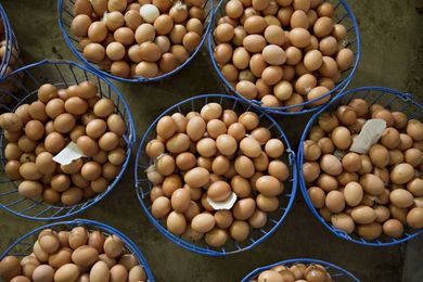 Now, a sunnier side to marketing eggs