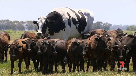 Please Enjoy This Enormous Australian Cow