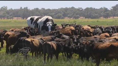 Holy cow! Australian steer weighs more than a ton, stands 6’3”