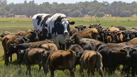 Holy cow: Steer too big to become burgers to spend life on farm