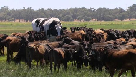 Holy cow! Massive steer lives large in Australia